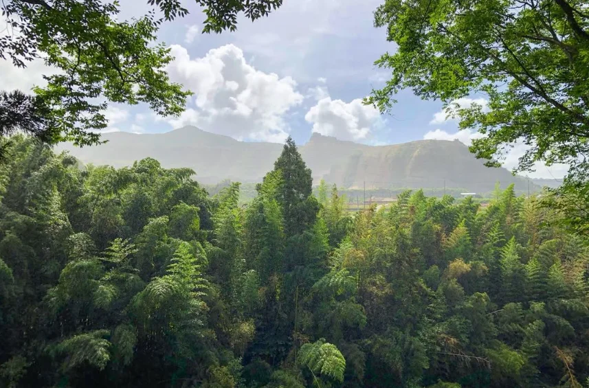 竹林と木々の向こうに雲がかかる山並みが見える房総の風景