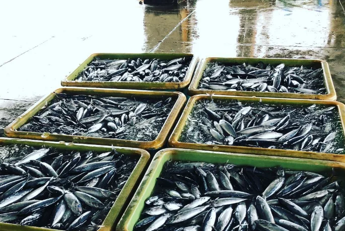 緑色のトレーに並べられた水揚げ直後の魚